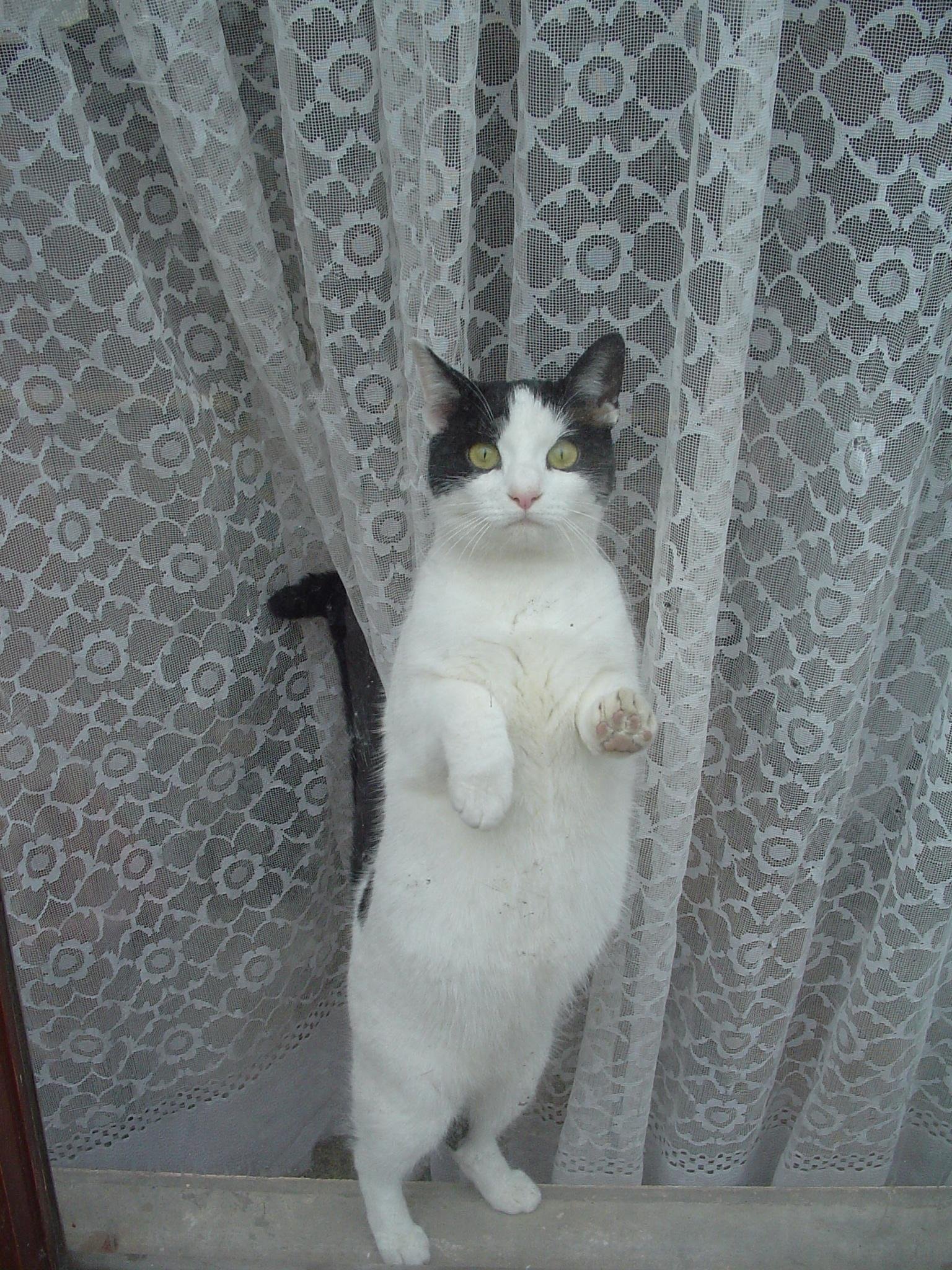 Showing Their Rear—A Peculiar Trust Gesture (image credits: wikimedia)