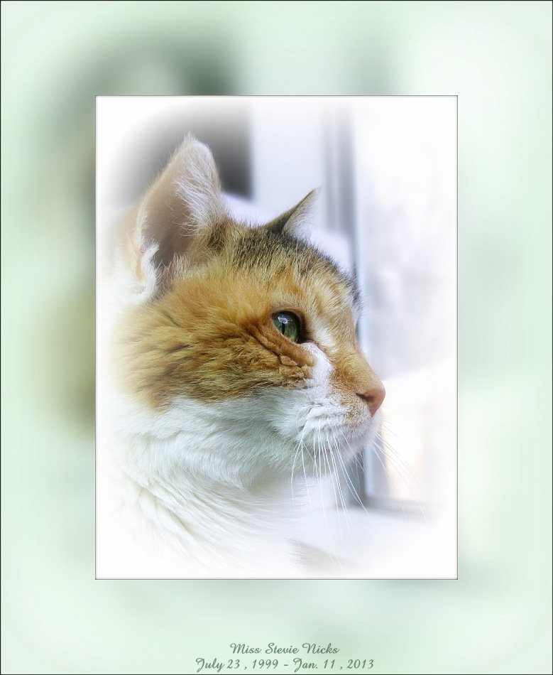 Enduring the Vet Visit With You (image credits: wikimedia)