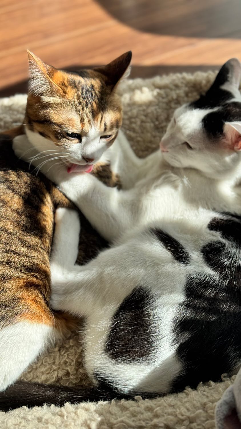 Snuggling During Illness or Injury (image credits: wikimedia)