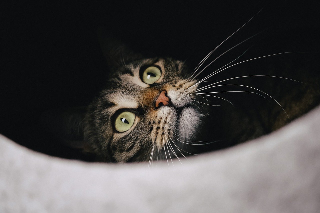 Letting Down Their Guard During Play (image credits: pixabay)