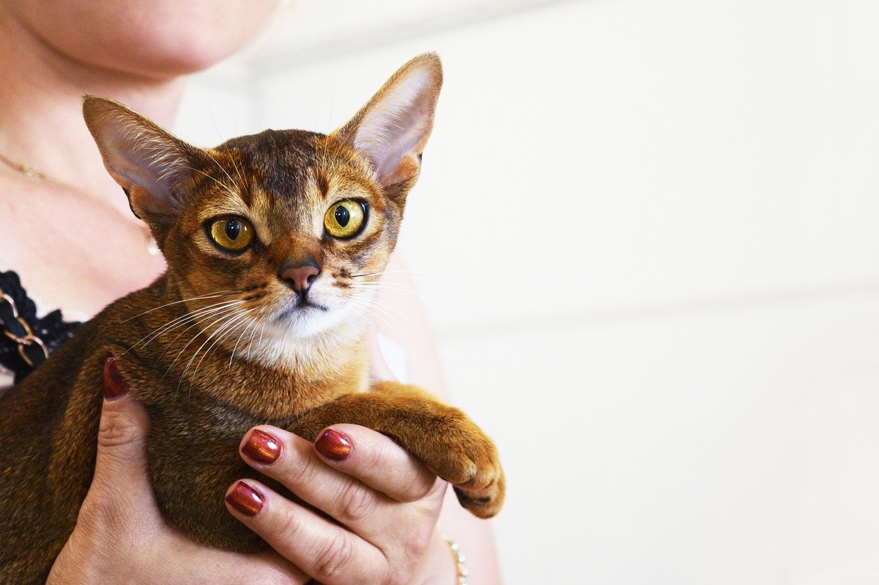10 Times Cats Let Go of Fear Just to Be Close to You