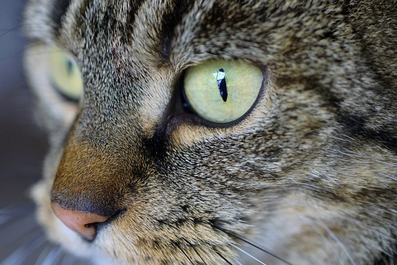 Making Direct, Soft Eye Contact (image credits: pixabay)