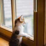 Do Cats Form Long-Term Emotional Habits Around People?