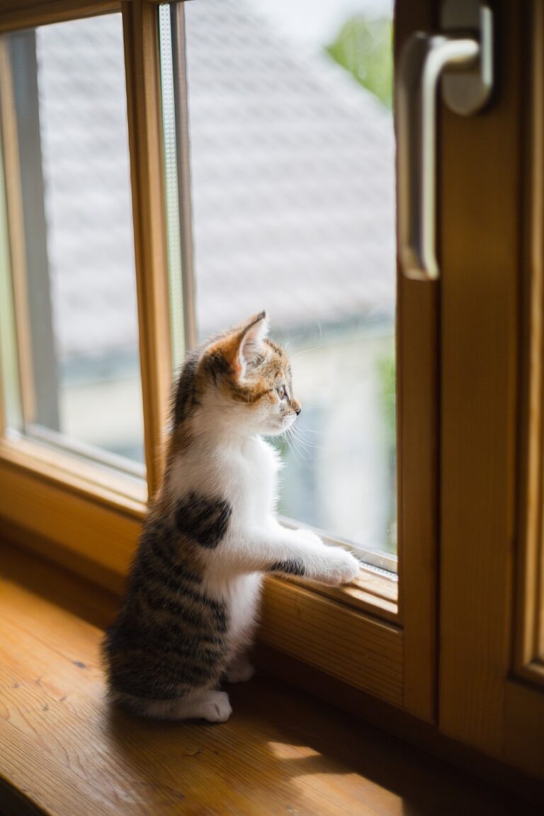 Do Cats Form Long-Term Emotional Habits Around People?