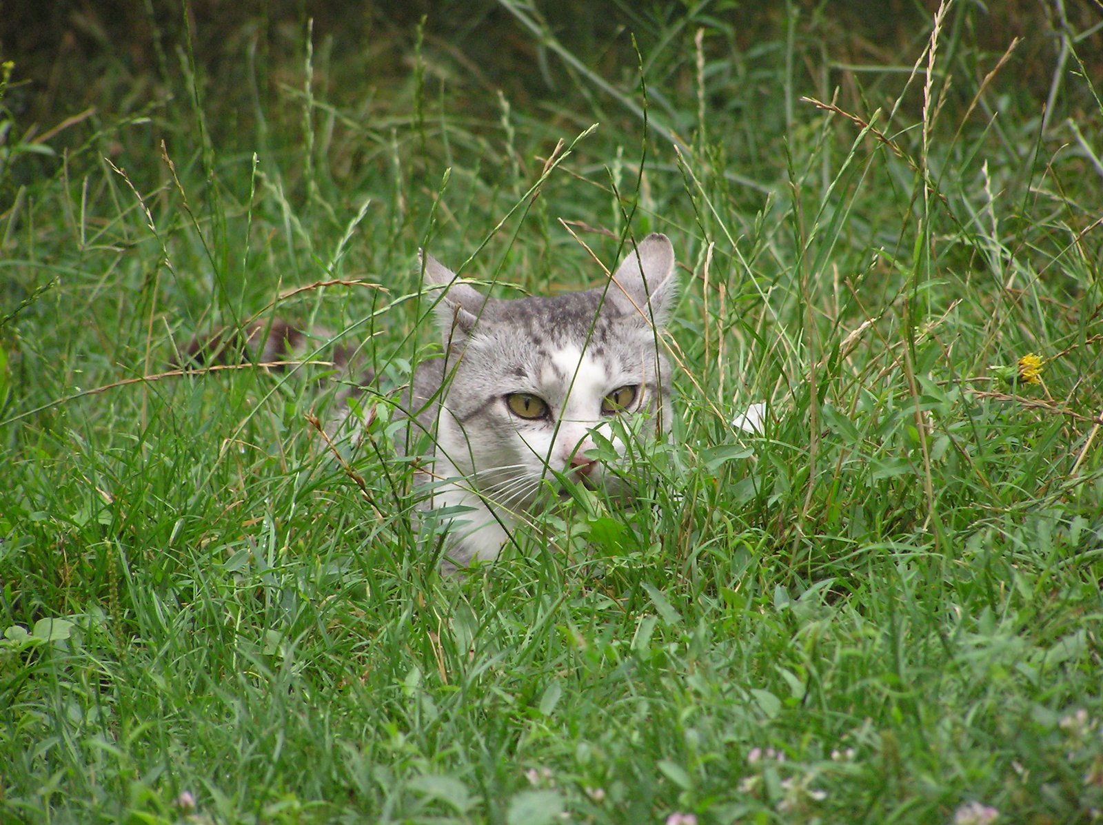 Peeking Around Corners (image credits: wikimedia)