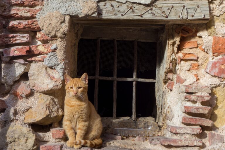 Why Cats Stay Silent When They Love the Most