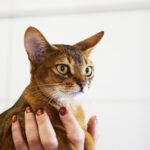 12 Clues That Show You’re the Person Your Cat Chose