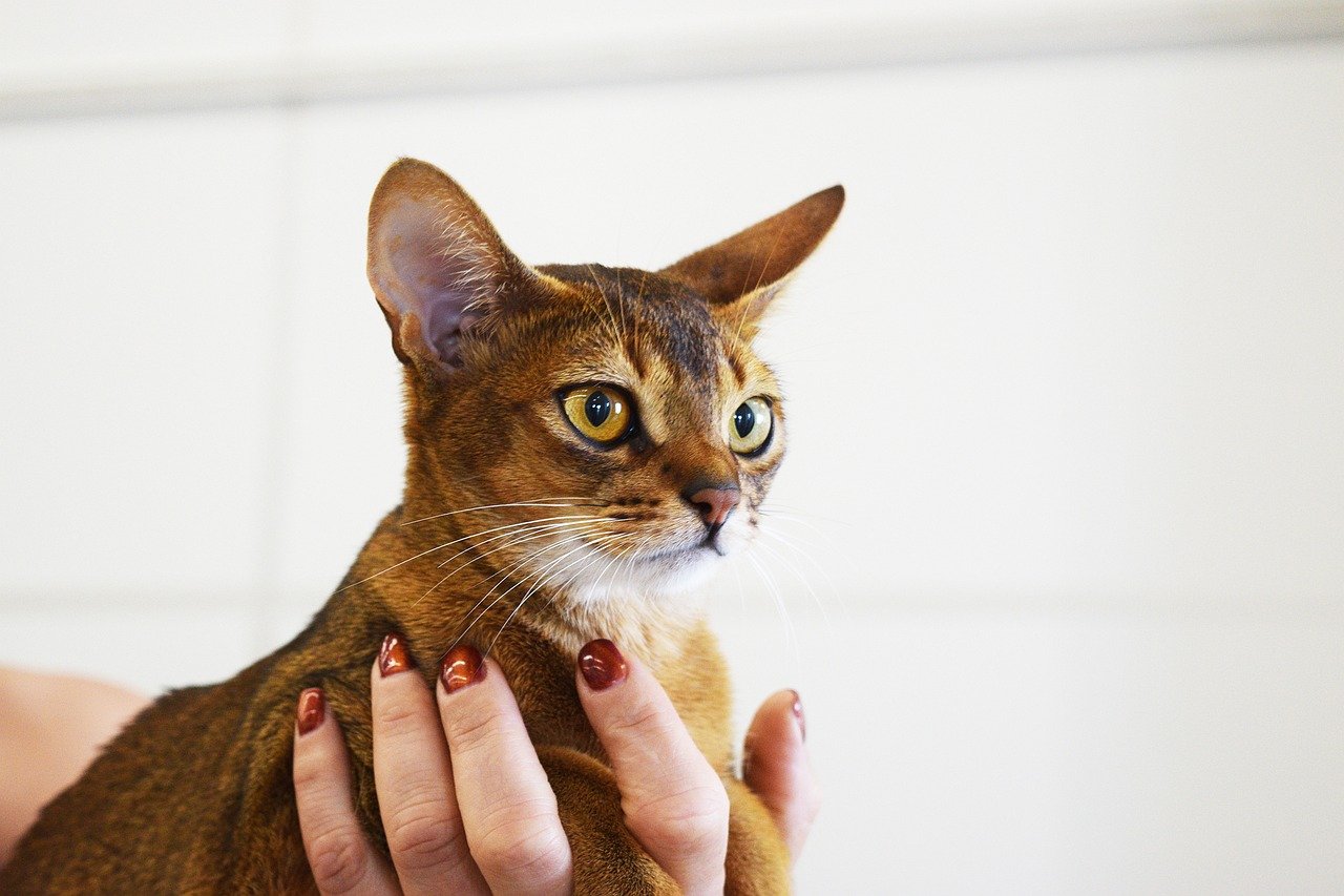 12 Clues That Show You’re the Person Your Cat Chose