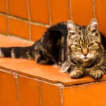 Understanding Age-Related Emotional Changes