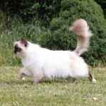 8 Cat Breeds That Form Fast Bonds With the Right Human