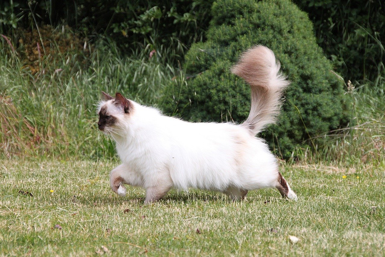 8 Cat Breeds That Form Fast Bonds With the Right Human