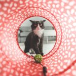 15 Ways to Show Your Cat You Understand Their Needs