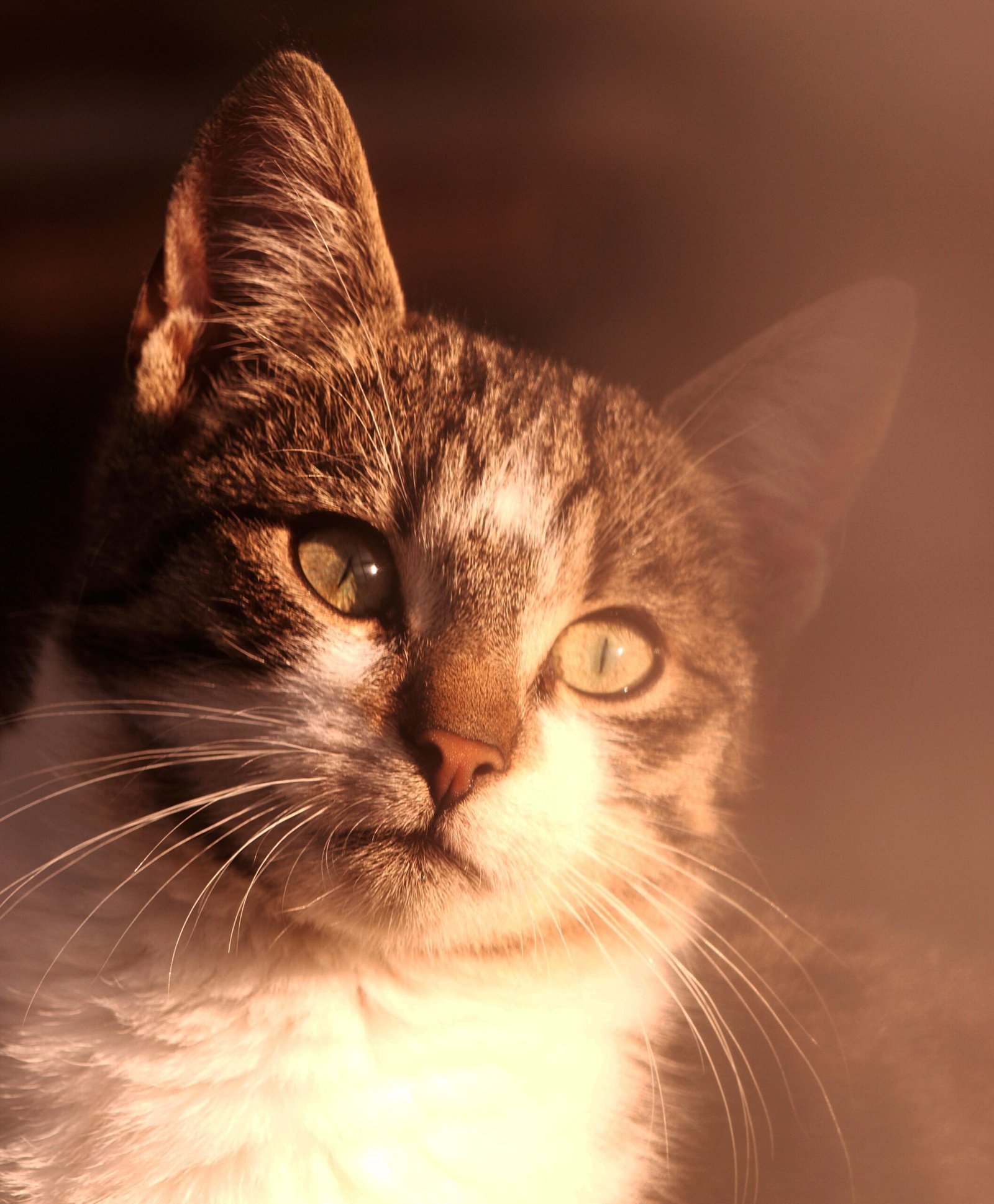 Displaying Soft, Relaxed Ears and Whiskers (image credits: wikimedia)