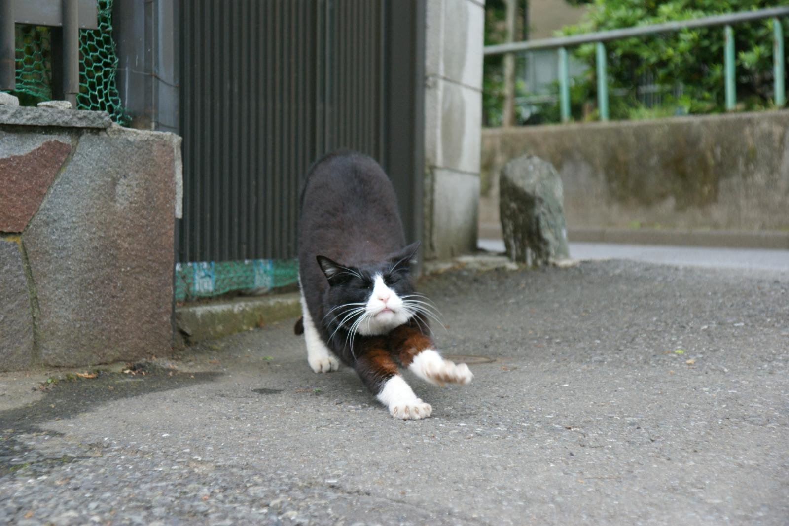 Mirroring Your Movements (image credits: wikimedia)