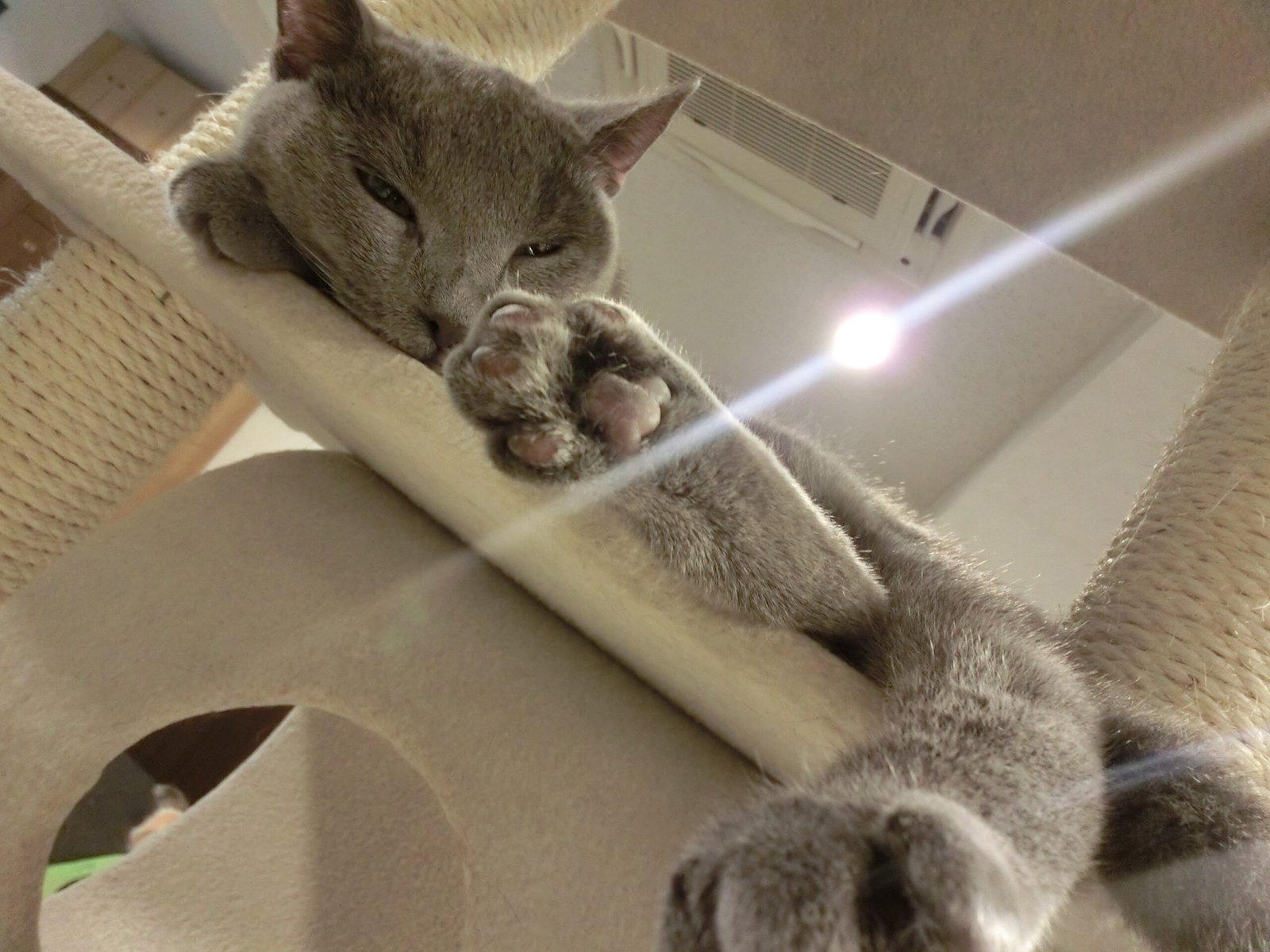 Gently Touching You With a Paw (image credits: wikimedia)