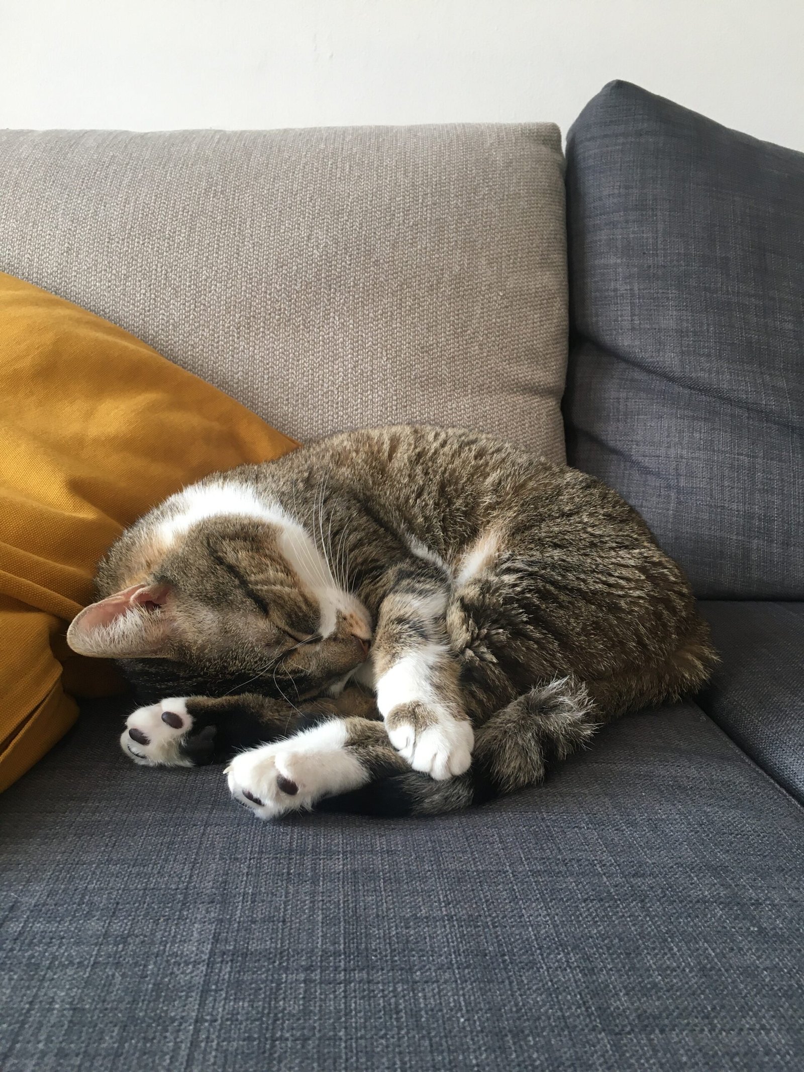 They Sleep Soundly and in Unusual Places (image credits: wikimedia)