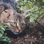 10 Things Cats Do Differently When They’re Truly Happy