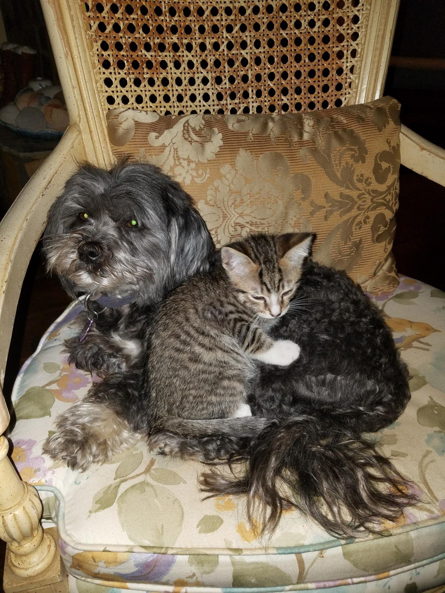 Allowing Handling and Cuddling (image credits: wikimedia)
