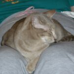 Settling in for Lap Time