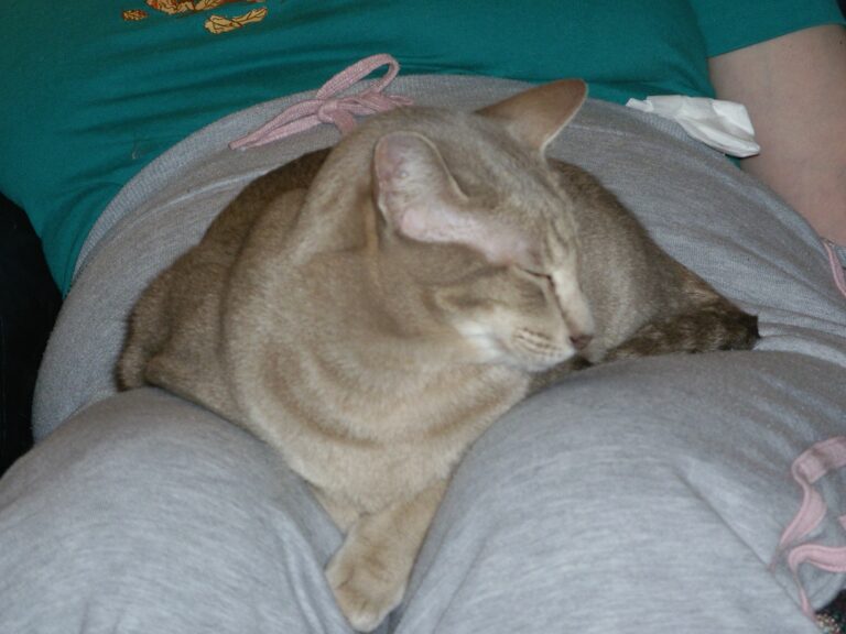 Settling in for Lap Time