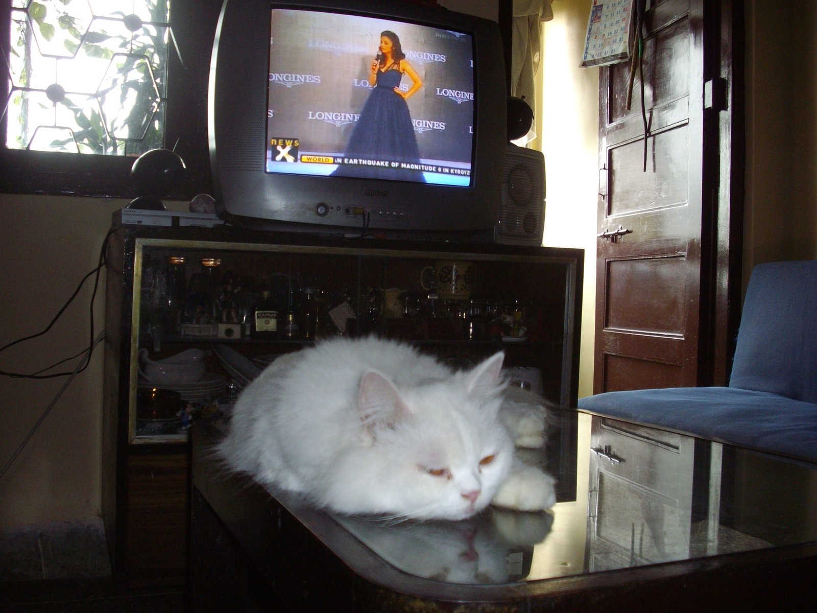 7 Quiet Moments That Prove Cats Are Better Listeners Than Dogs