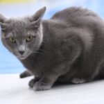 Russian Blue: Reserved Yet Reliable Companions