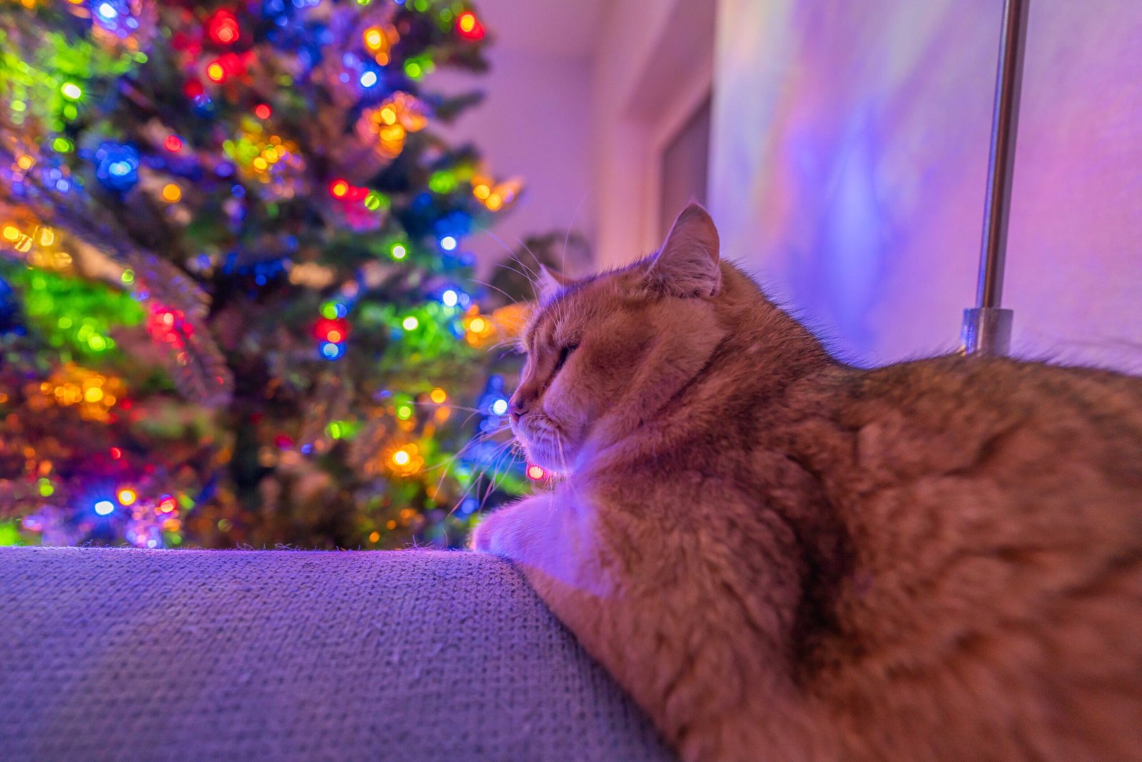British Shorthair: Calm Devotion Through Consistency (image credits: wikimedia)