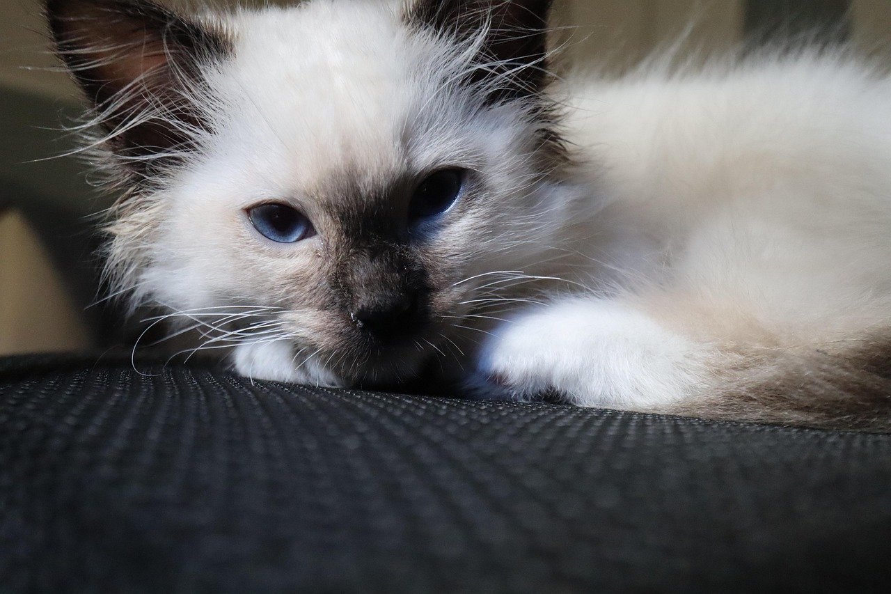 Birman: Gentle Devotion in Daily Habits (image credits: pixabay)