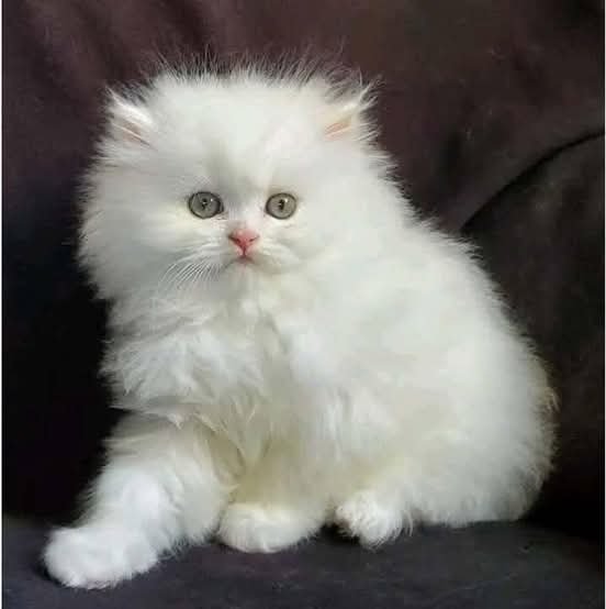 Persian: Devoted Through Calm Consistency (image credits: wikimedia)