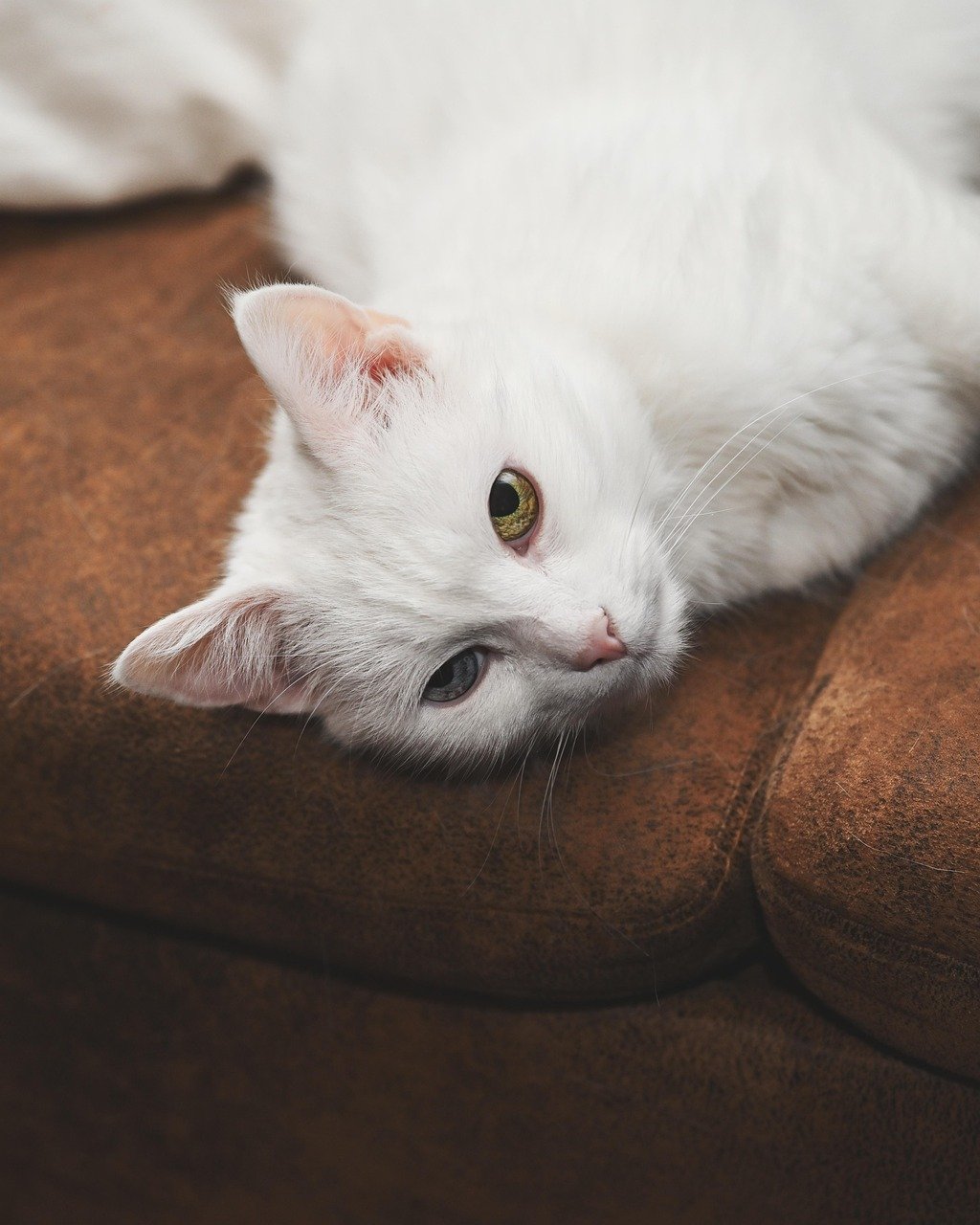 Turkish Van: Water-Loving Cats with a Ritualistic Spirit (image credits: pixabay)
