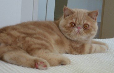 Exotic Shorthair: Soft-Spoken Devotion Through Daily Habits (image credits: wikimedia)