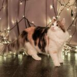 10 Cat Breeds That Show Devotion Through Routine