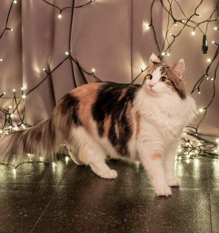 10 Cat Breeds That Show Devotion Through Routine