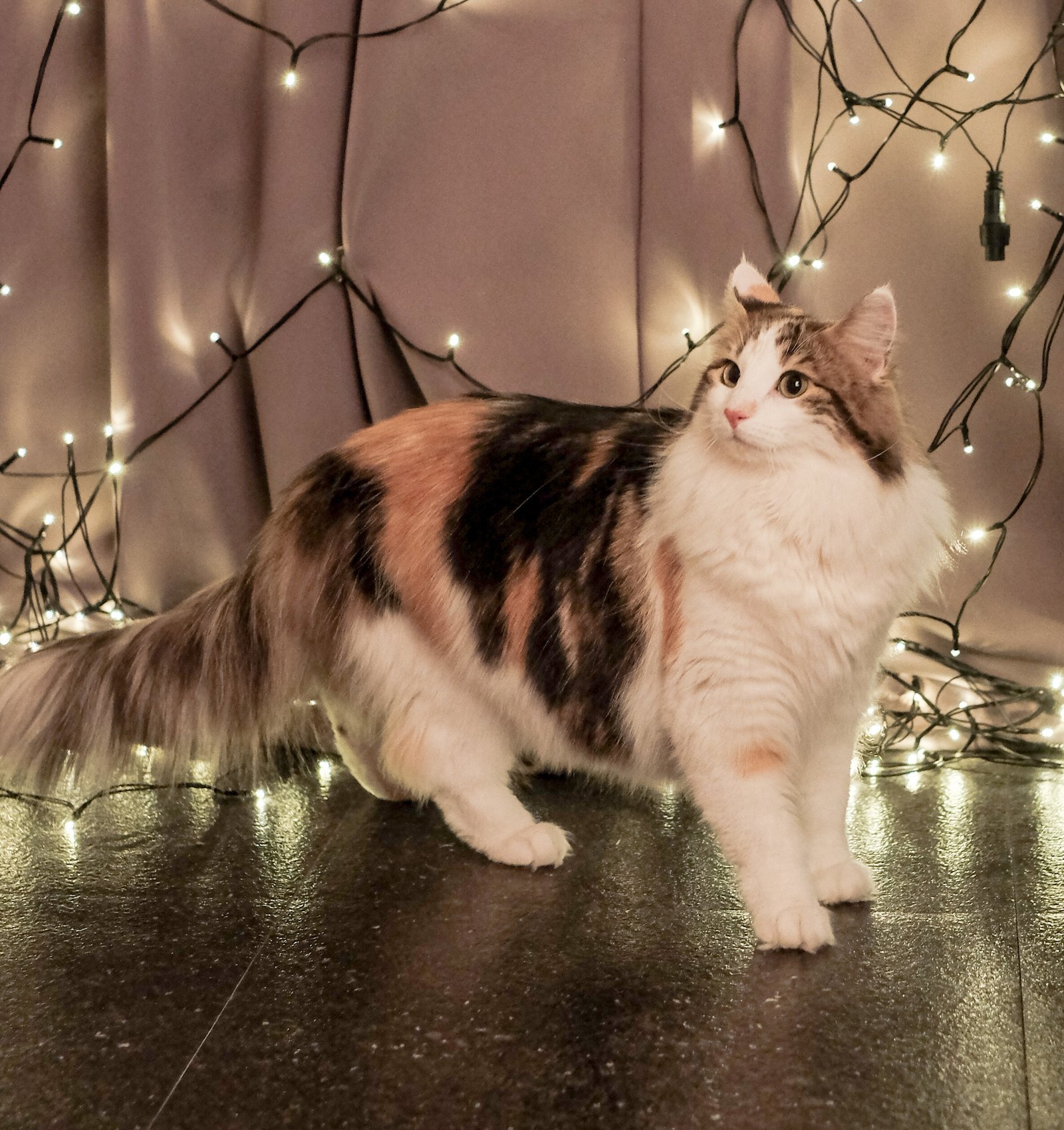 10 Cat Breeds That Show Devotion Through Routine