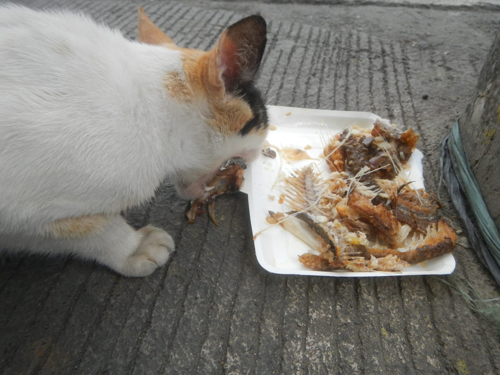 Eating in Your Presence (image credits: wikimedia)