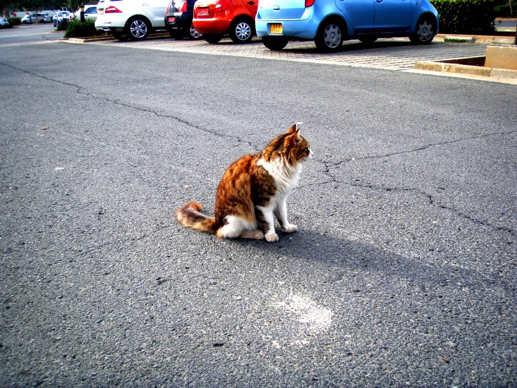 Displaying Contentment Through Body Language (image credits: wikimedia)