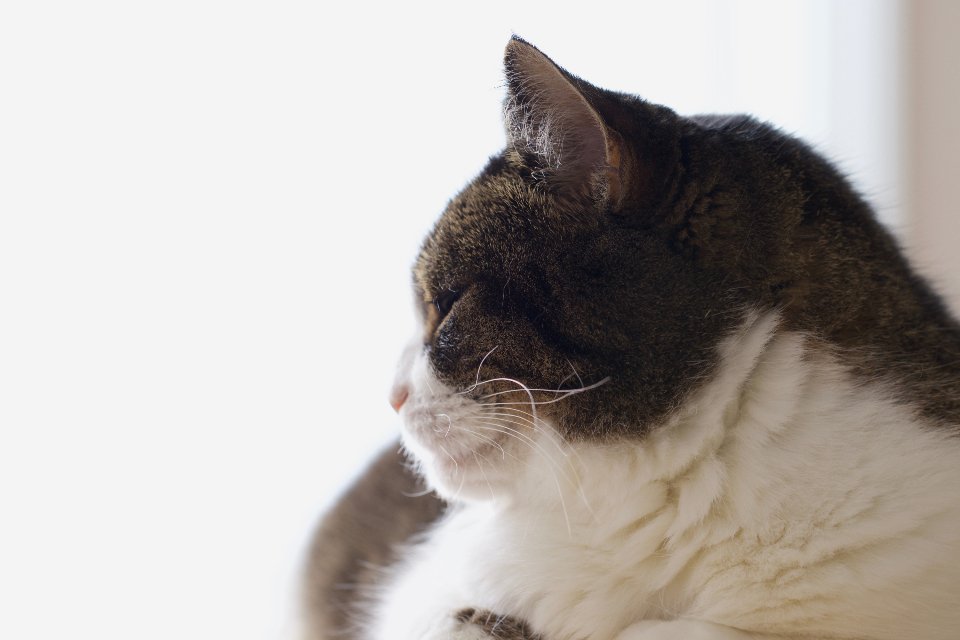 Sleeping Habits: Clues in Catnaps (image credits: stocksnap)