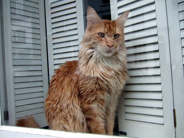 Eye Contact: The Window to the Feline Soul (image credits: wikimedia)