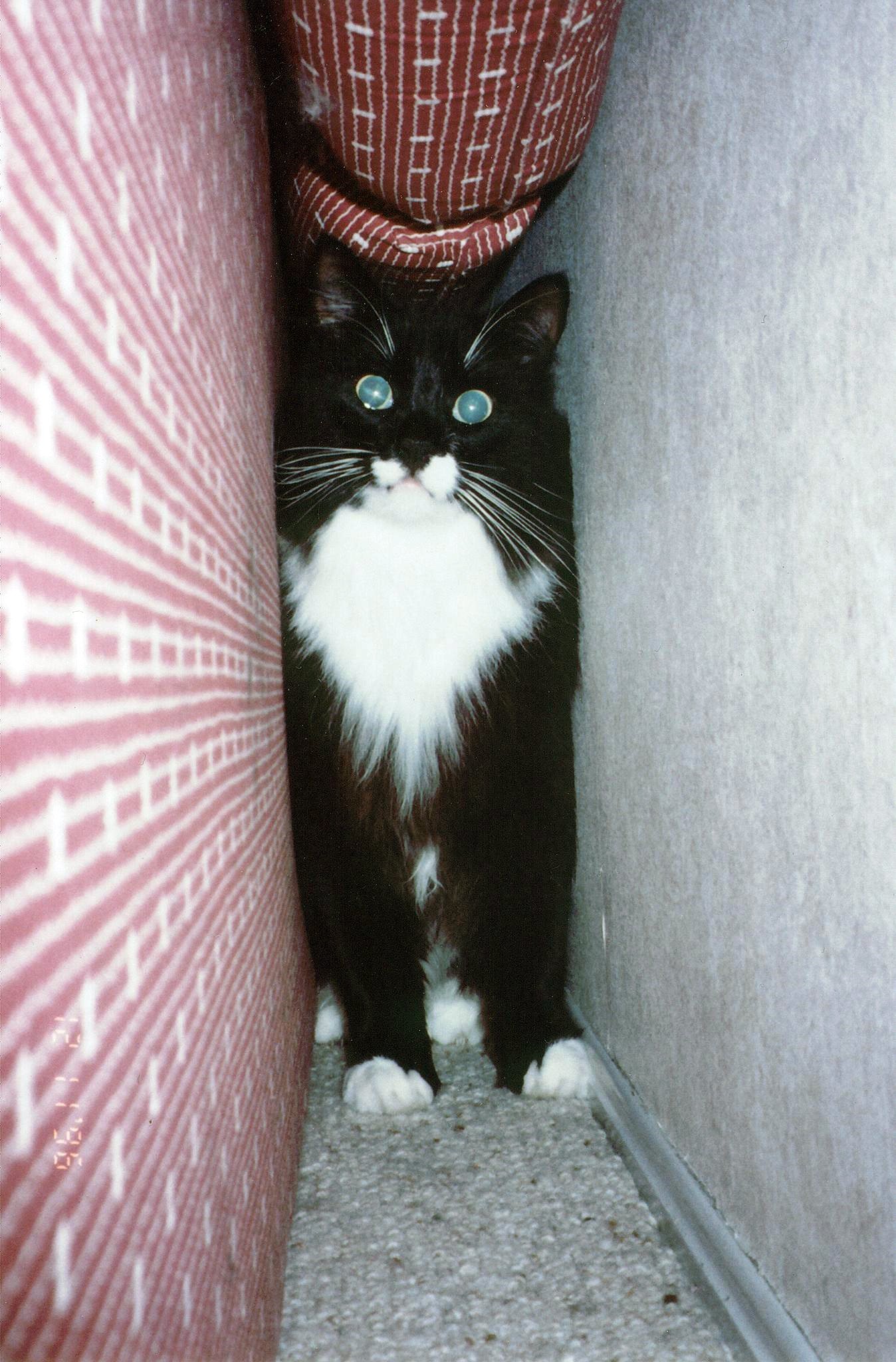 Providing Safe Hideaways (image credits: wikimedia)