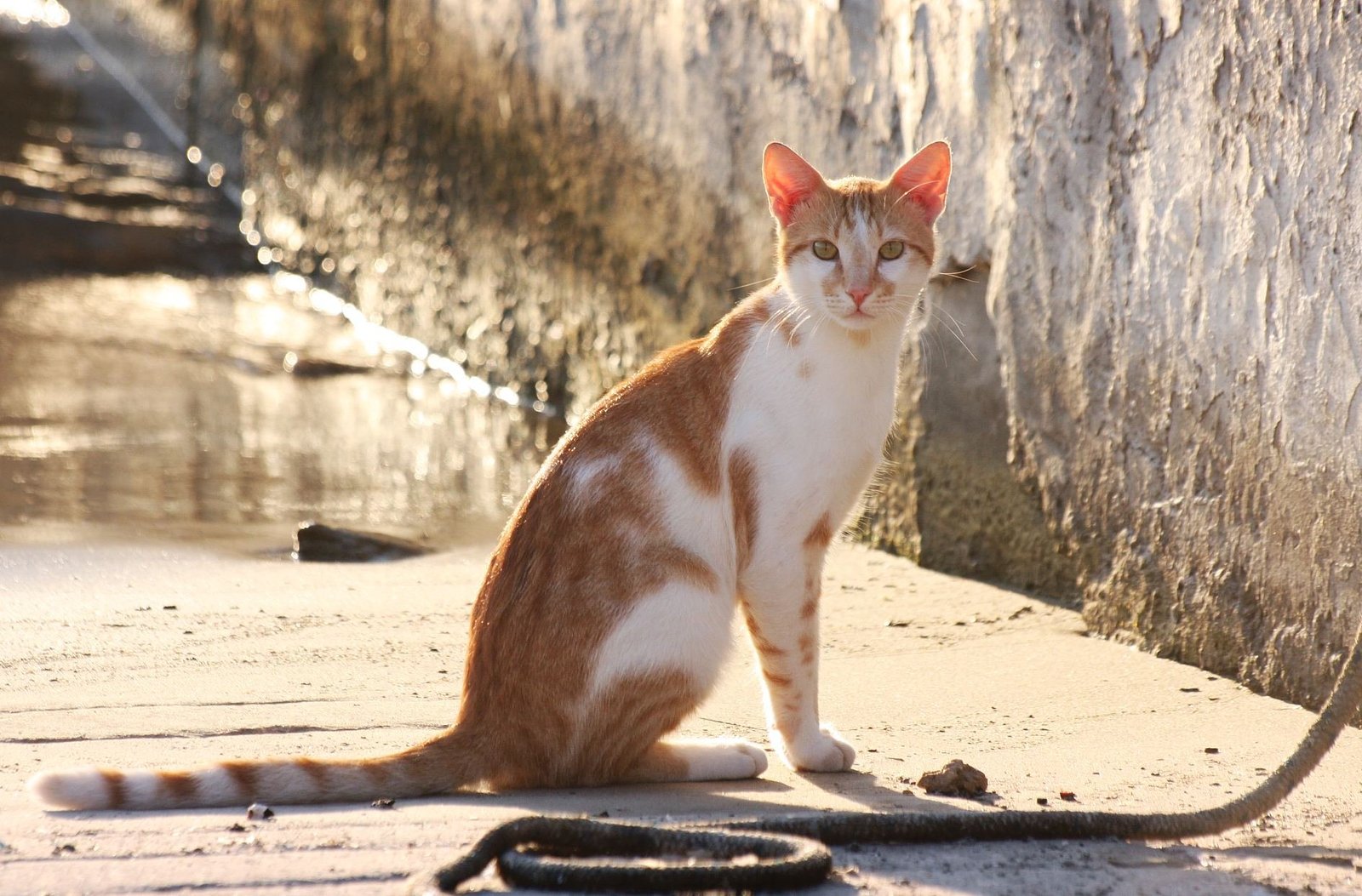 Slow Blinking: The Ultimate Cat “I Love You” (image credits: wikimedia)