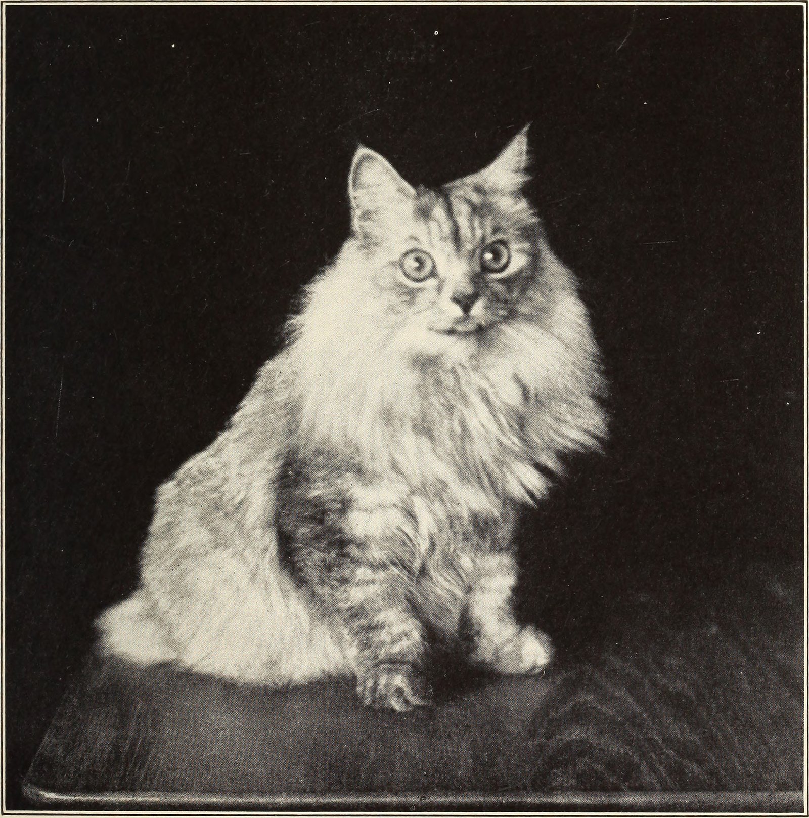 Head Bumping and Rubbing (image credits: wikimedia)