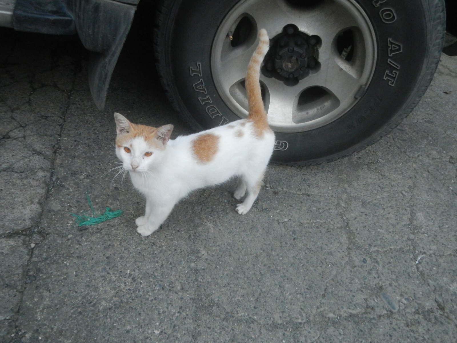 Following You From Room to Room (image credits: wikimedia)