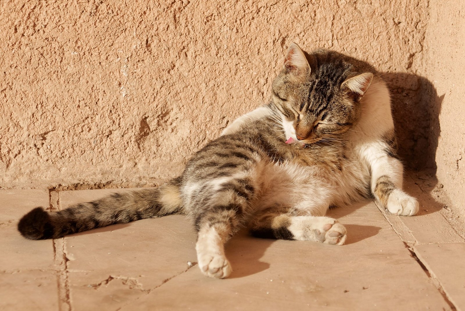 Grooming You With Licks (image credits: wikimedia)