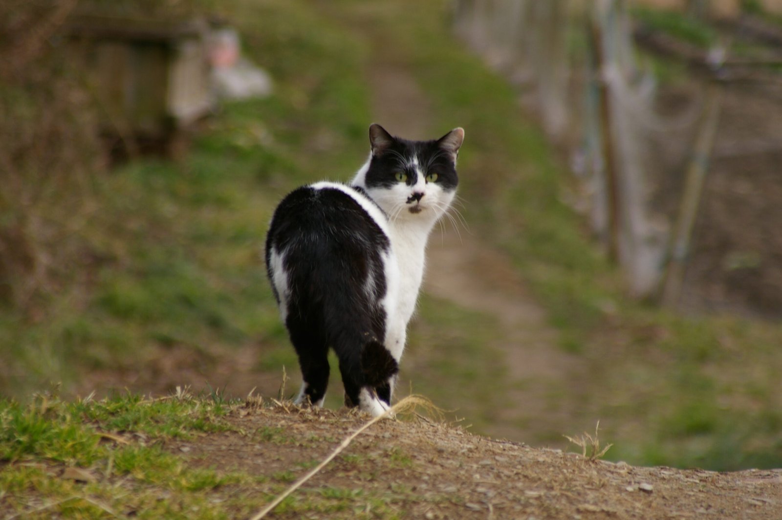 Showing You Their Back (image credits: wikimedia)