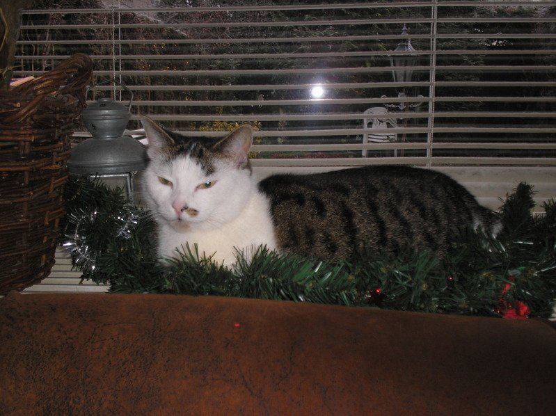 Stretching Out Fully in Your Presence (image credits: wikimedia)