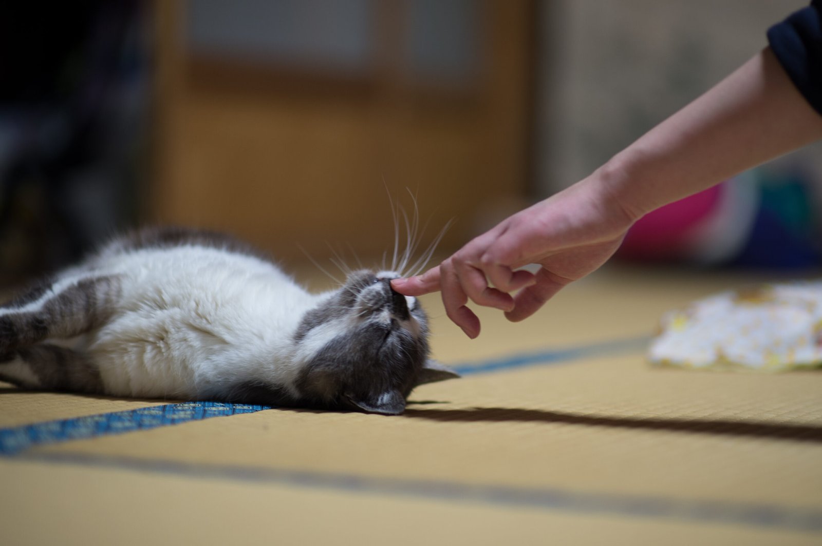 Nuzzling and Nose Touches (image credits: wikimedia)