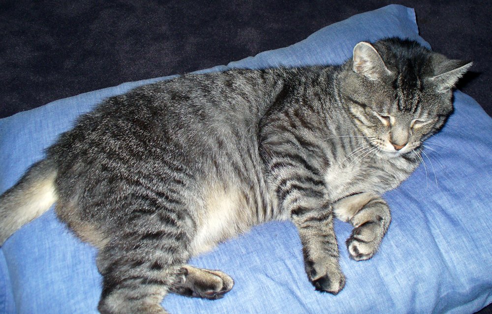 Letting You Touch Their Paws (image credits: wikimedia)