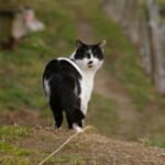 10 Things Cats Do That Mean “I’m Safe With You”