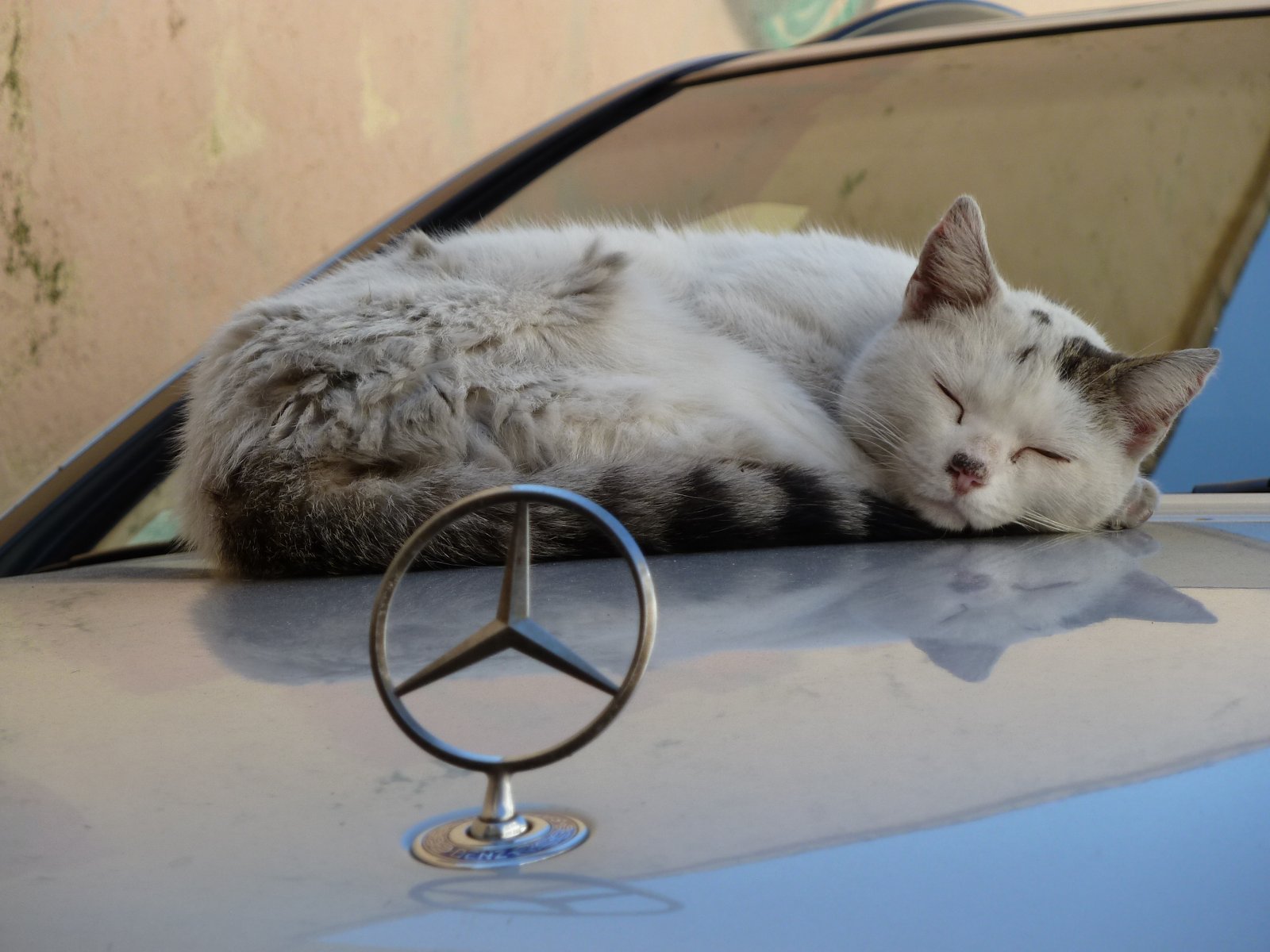 Signaling a Need for More Comfort (image credits: wikimedia)