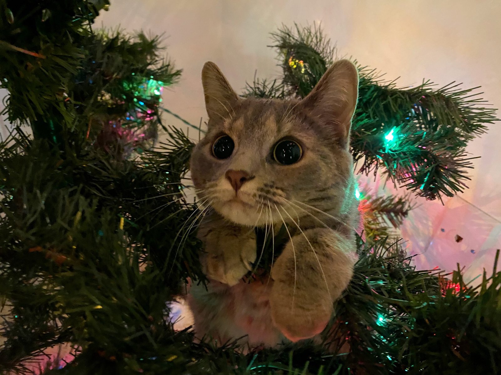 Observing the Holiday Decorations (image credits: wikimedia)